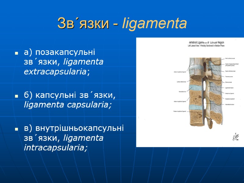 Зв´язки - ligamenta  а) позакапсульні зв´язки, ligamenta extracapsularia;  б) капсульні зв´язки, ligamenta